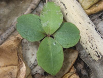 Myrsine chathamica, photographed by Paul Bell-Butler