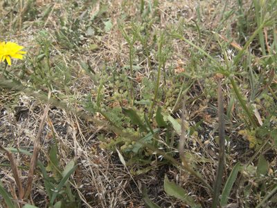 Daucus glochidiatus, photographed by Paul Bell-Butler