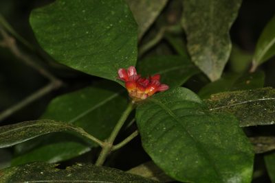 Psychotria nuda, photographed by Carlos Henrique Russi