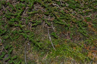 Selaginella underwoodii, photographed by Marilyne Busque-Dubois