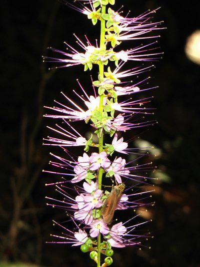 Hirtella racemosa, photographed by Dan Riley
