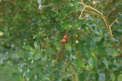 Azara microphylla, photographed by nitsuga74