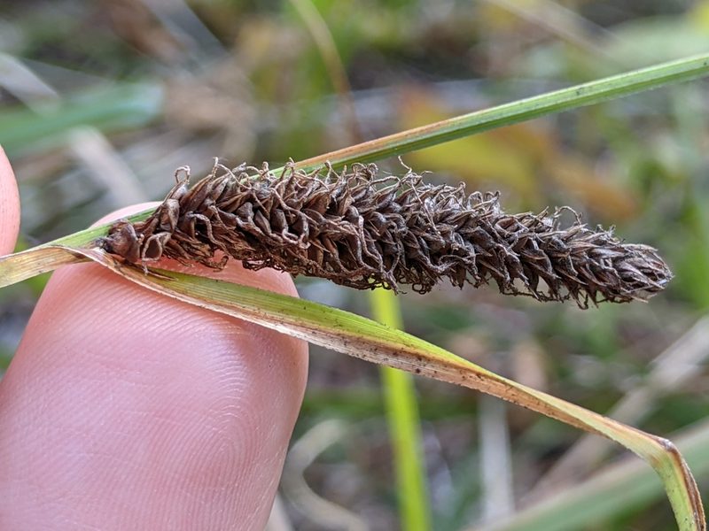Carex barbarae, photographed by Ken-ichi Ueda