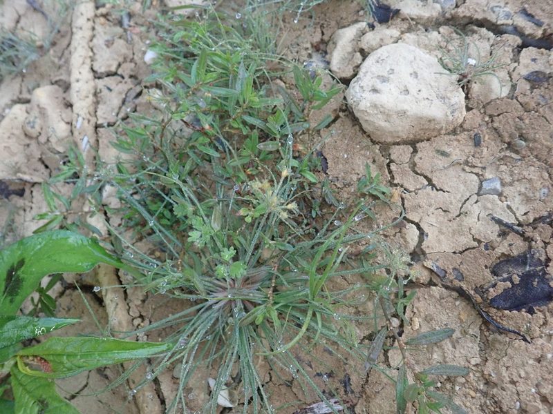 Fimbristylis aestivalis, photographed by Meng-Ying Tsai