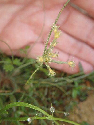 Fimbristylis aestivalis, photographed by Meng-Ying Tsai