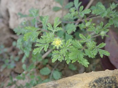 Potentilla heynei, photographed by Meng-Ying Tsai