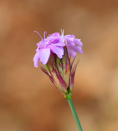 Dianthus pinifolius, photographed by Kostas Zontanos