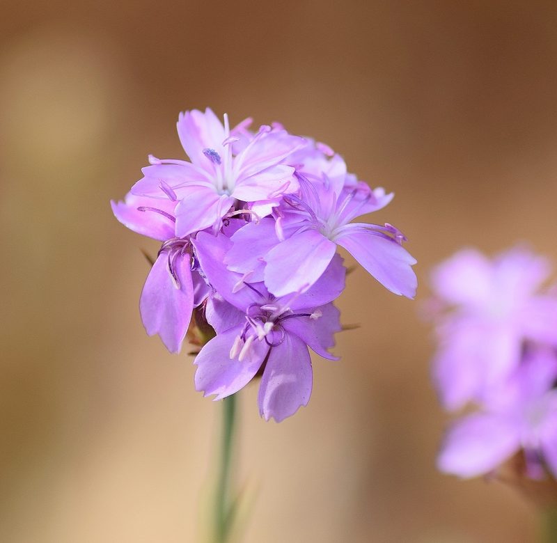Dianthus pinifolius, photographed by Kostas Zontanos