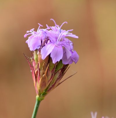 Dianthus pinifolius, photographed by Kostas Zontanos