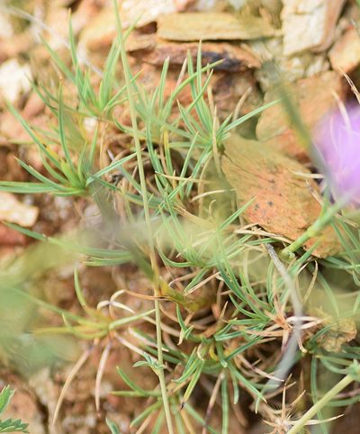 Dianthus pinifolius, photographed by Kostas Zontanos