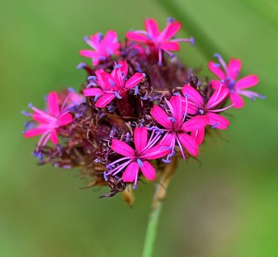 Dianthus stenopetalus, photographed by Kostas Zontanos