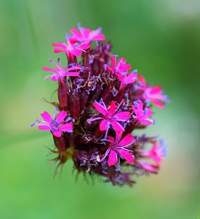 Dianthus stenopetalus, photographed by Kostas Zontanos