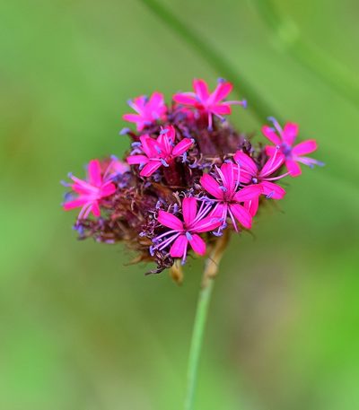 Dianthus stenopetalus, photographed by Kostas Zontanos