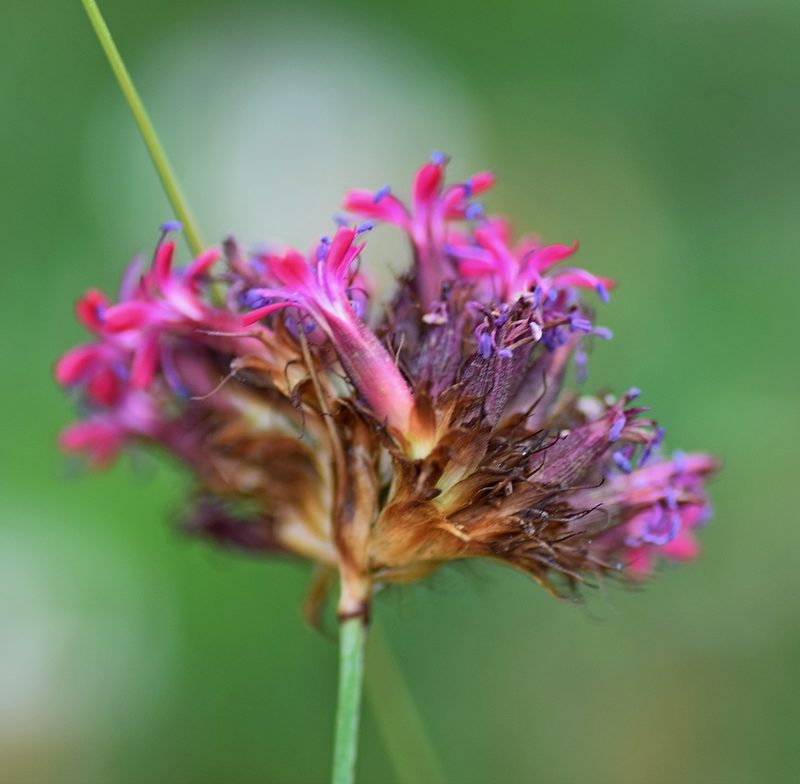 Dianthus stenopetalus, photographed by Kostas Zontanos