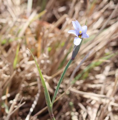 Sisyrinchium biforme, photographed by Lauren McLaurin