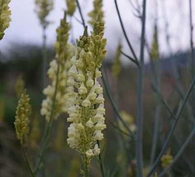 Linaria peloponnesiaca, photographed by Kostas Zontanos