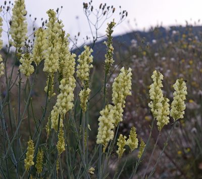 Linaria peloponnesiaca, photographed by Kostas Zontanos