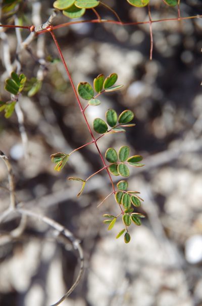 Erythrostemon phyllanthoides, photographed by Eric Knight