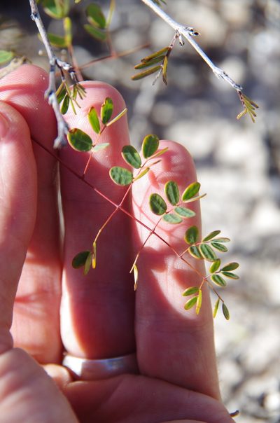 Erythrostemon phyllanthoides, photographed by Eric Knight