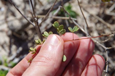 Erythrostemon phyllanthoides, photographed by Eric Knight