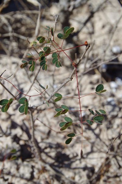 Erythrostemon phyllanthoides, photographed by Eric Knight