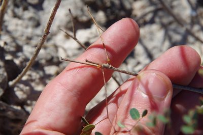 Erythrostemon phyllanthoides, photographed by Eric Knight