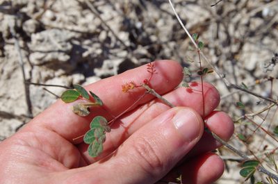 Erythrostemon phyllanthoides, photographed by Eric Knight