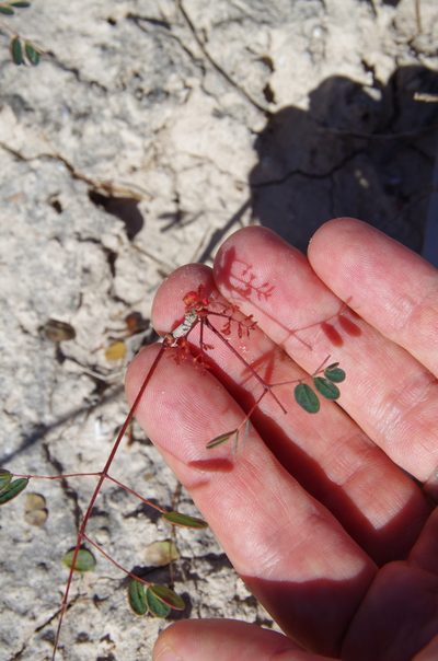 Erythrostemon phyllanthoides, photographed by Eric Knight