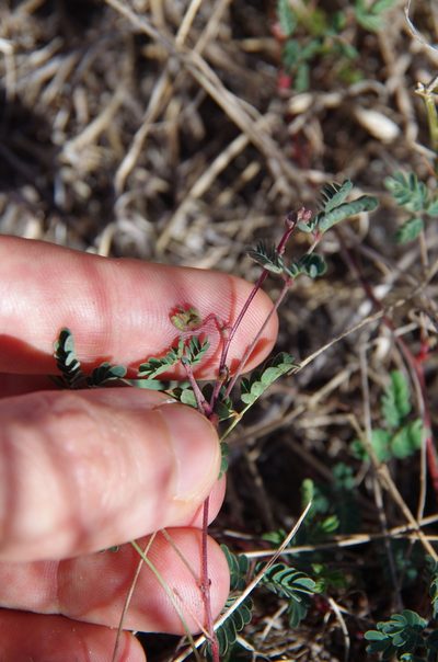 Hoffmannseggia tenella, photographed by Eric Knight
