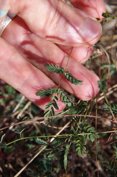 Hoffmannseggia tenella, photographed by Eric Knight