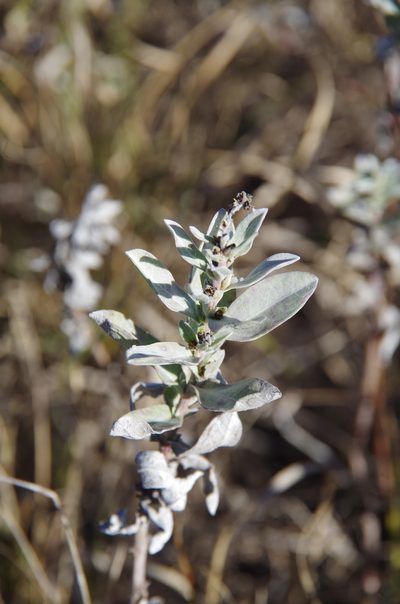 Ambrosia cheiranthifolia, photographed by Eric Knight