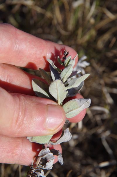 Ambrosia cheiranthifolia, photographed by Eric Knight