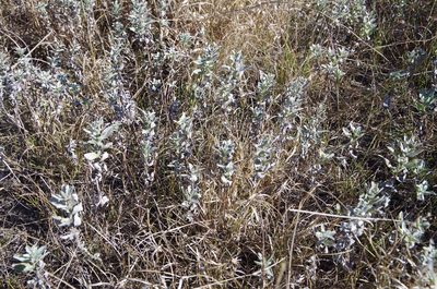 Ambrosia cheiranthifolia, photographed by Eric Knight