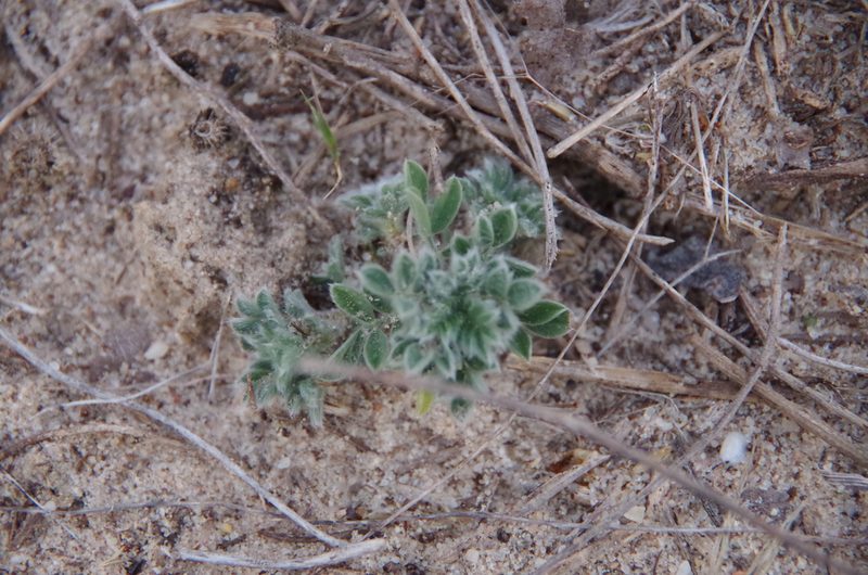 Dalea obovata, photographed by Eric Knight