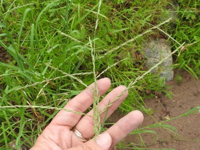 Disakisperma dubium, photographed by Sam Kieschnick