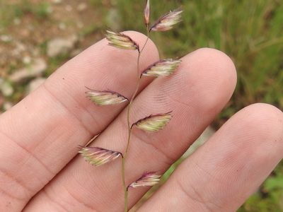 Bouteloua chondrosioides, photographed by Sam Kieschnick