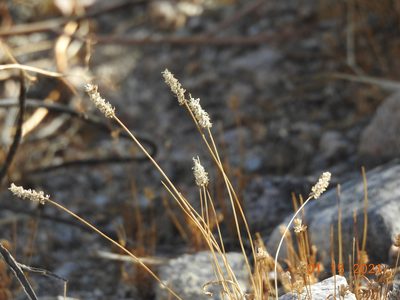 Plantago ovata, photographed by Diana