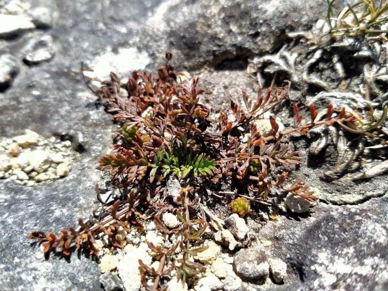 Chaerophyllum novae-zelandiae, photographed by John Barkla