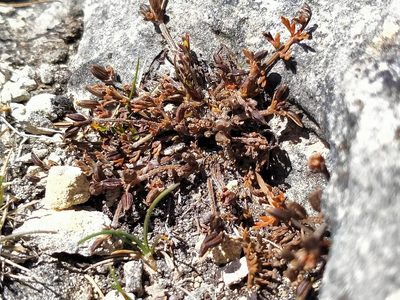 Chaerophyllum novae-zelandiae, photographed by John Barkla