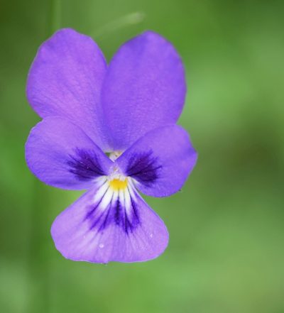 Viola orphanidis, photographed by Kostas Zontanos