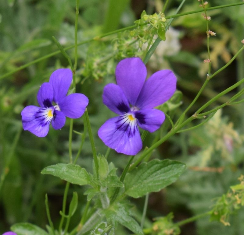 Viola orphanidis, photographed by Kostas Zontanos