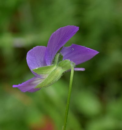 Viola orphanidis, photographed by Kostas Zontanos