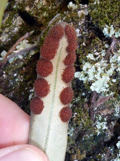 Pyrrosia serpens, photographed by Peter de Lange