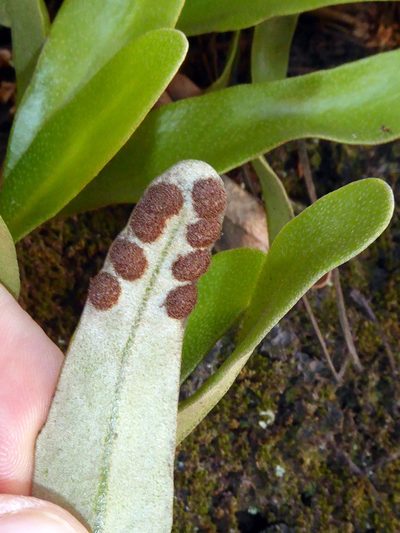 Pyrrosia serpens, photographed by Peter de Lange