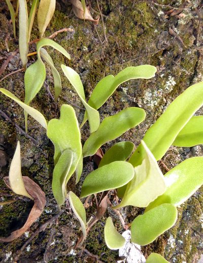 Pyrrosia serpens, photographed by Peter de Lange