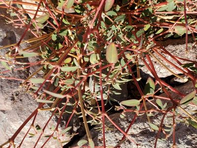 Euphorbia pediculifera, photographed by Bob Miller