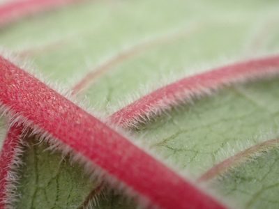 Fuchsia boliviana, photographed by Tony Wills