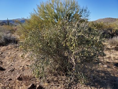 Cylindropuntia arbuscula, photographed by Bob Miller