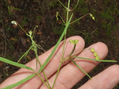 Desmodium rosei, photographed by Sam Kieschnick