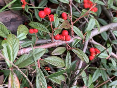 Cotoneaster salicifolius, photographed by Tom Erler